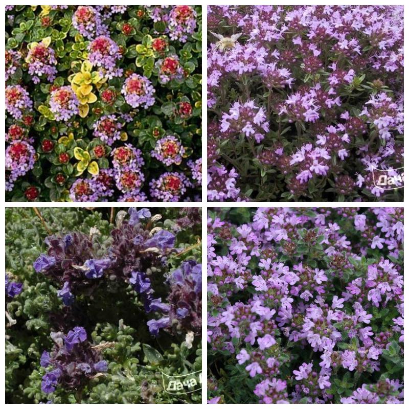 Купить рассаду тимьяна (чабреца)