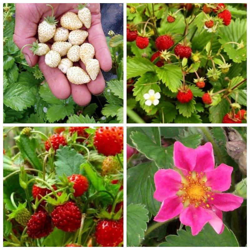 Рассаду земляники оптом и в розницу