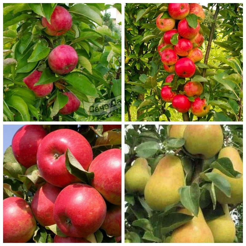 Саженцы плодовых колоновидных деревьев