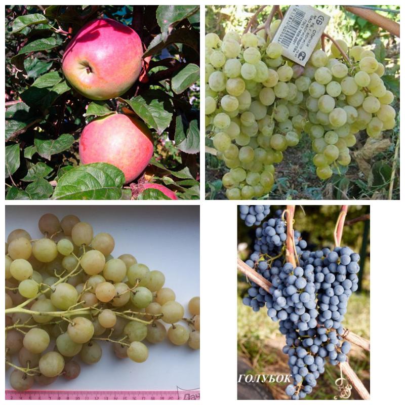 Купить саженцы плодовых деревьев и кустарников