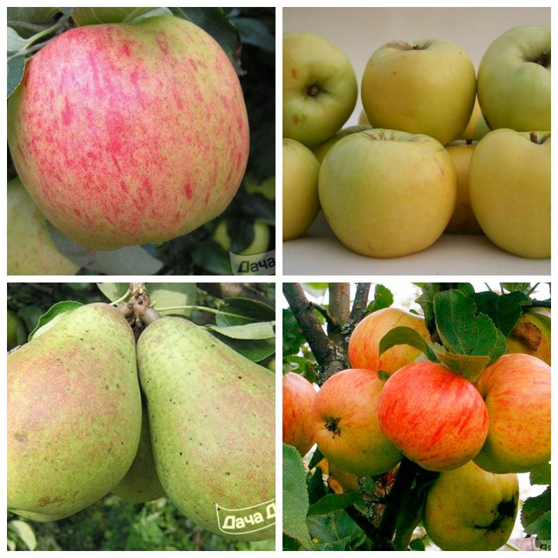 Купить саженцы фруктовых деревьев