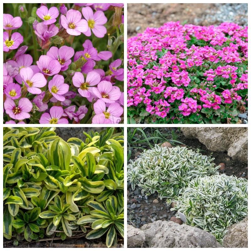 Арабис (все сорта)