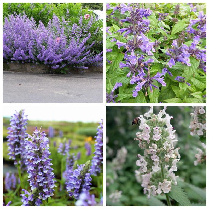 Котовник (Фассена, жилковатый)