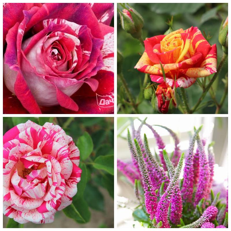 Купить розы, цветущие все лето