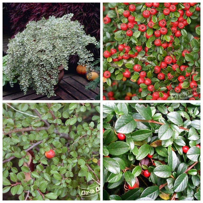 Купить саженцы и кусты кизильника