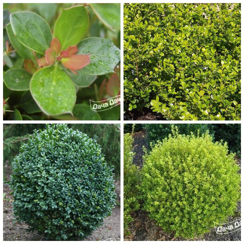 Купить самшит недорого