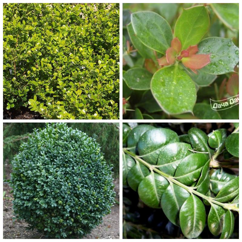 Выбрать самшит (все сорта)