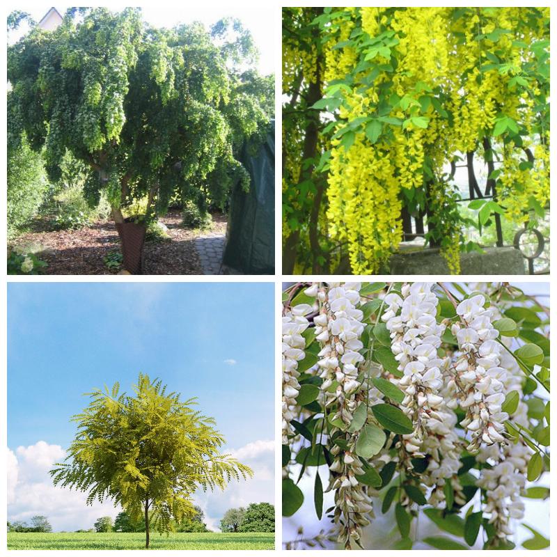 Купить саженцы акации