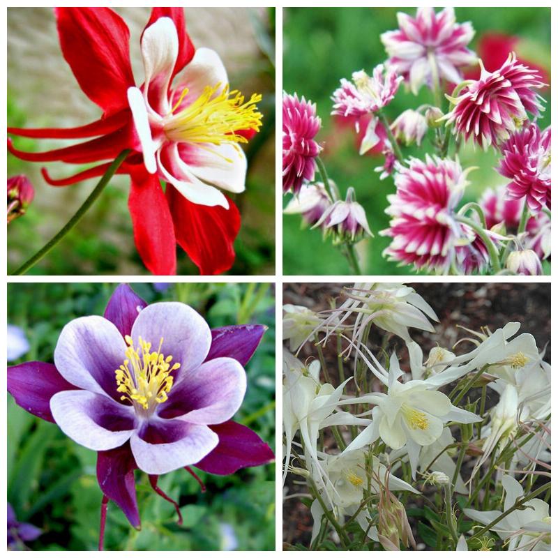 Купить аквилегии оптом и в розницу