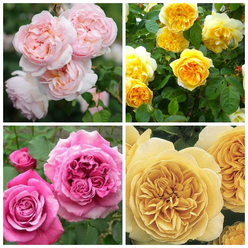 Саженцы английских роз. Розы Дэвида Остина Тизинг Джорджия. Лучшие розы Остина.