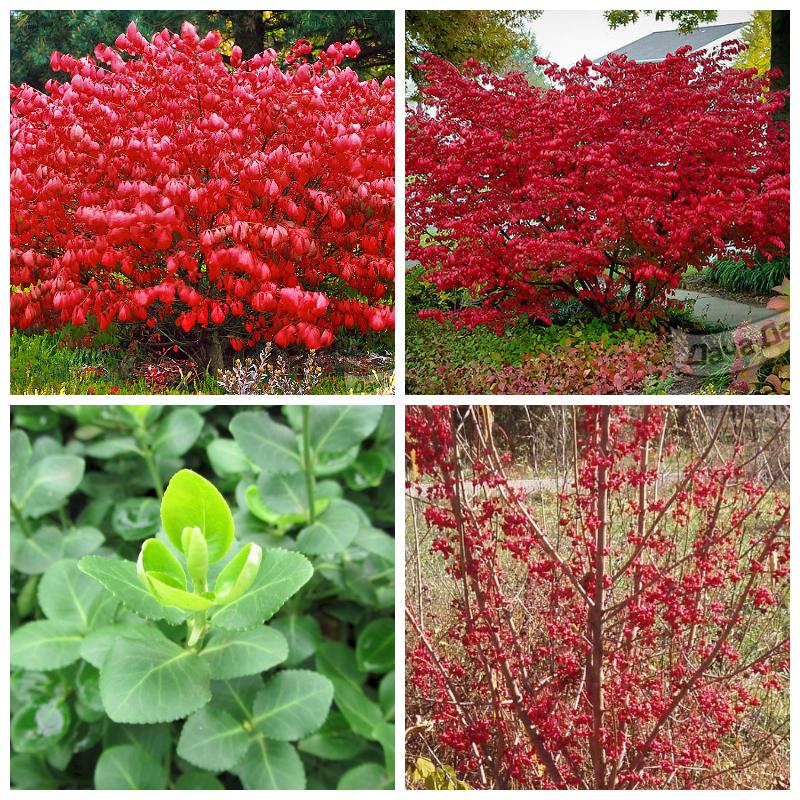 Купить саженцы бересклета 