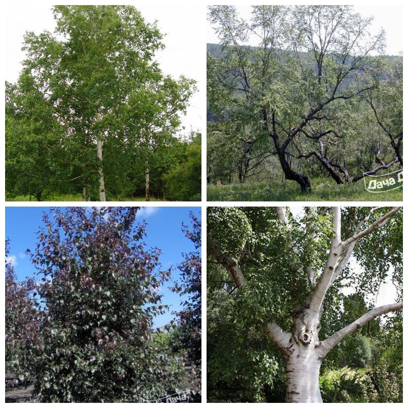 Купить саженцы березы