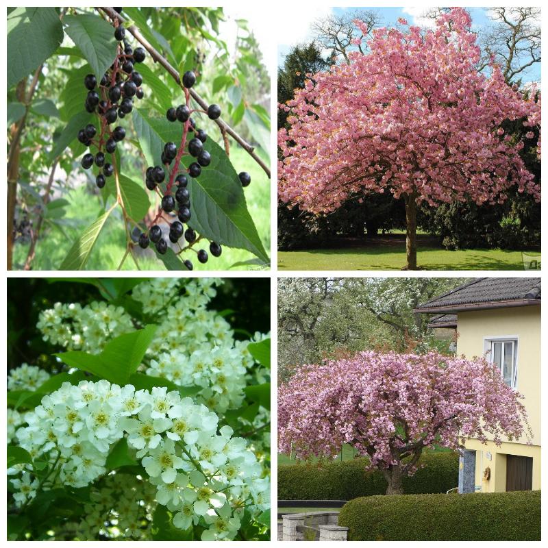 Купить саженцы и кусты черемухи