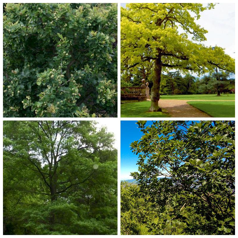 Купить саженцы дуба