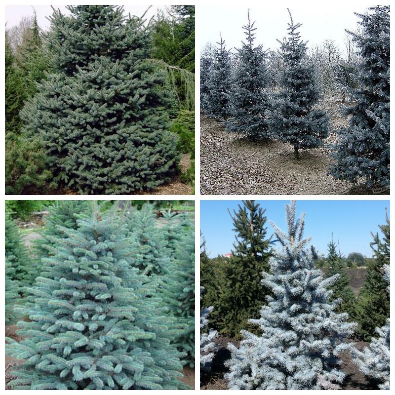 Купить саженцы елей