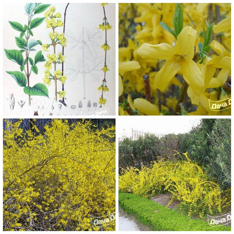 Купить саженцы форзиции