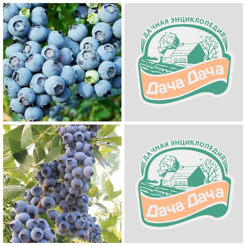 Купить саженцы голубики