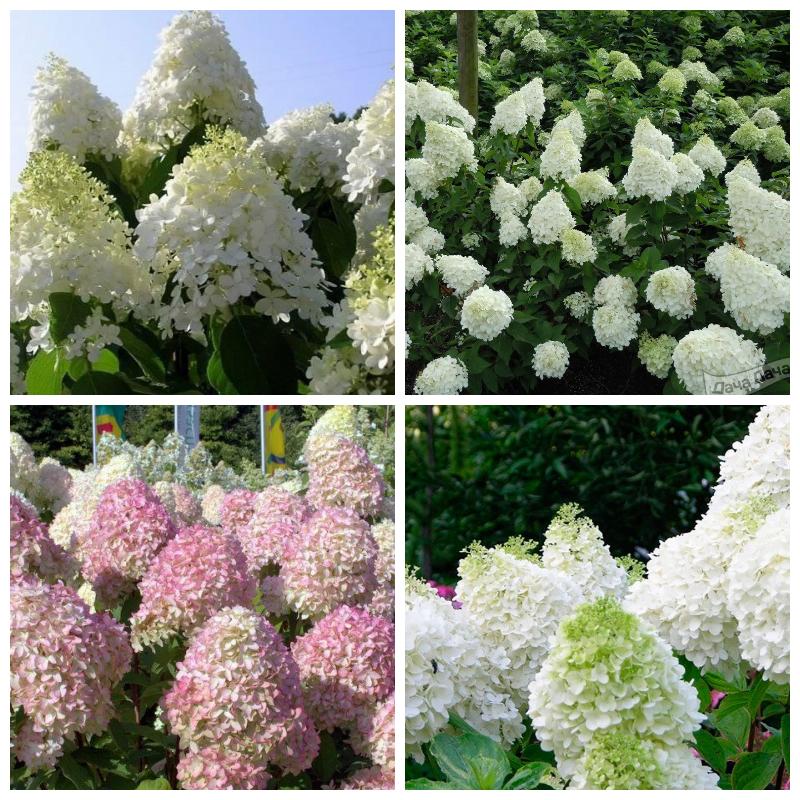 Купить саженцы гортензии метельчатой