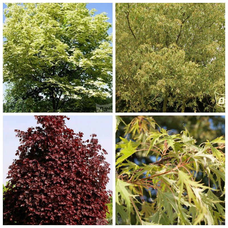 Купить саженцы клена