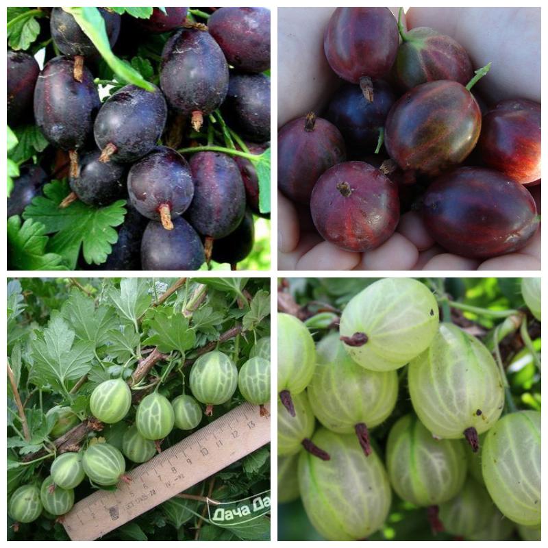 Купить саженцы крыжовника