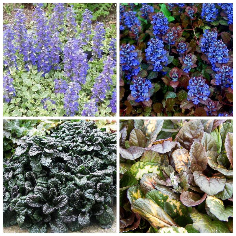 Купить живучку (ползучую и пирамидальную)