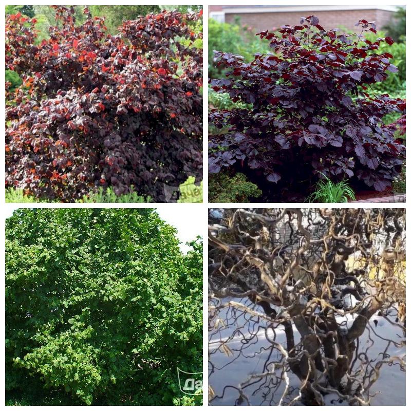 Купить саженцы и кусты лещины