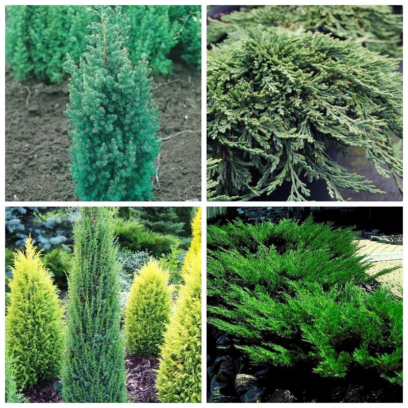 Саженцы можжевельника