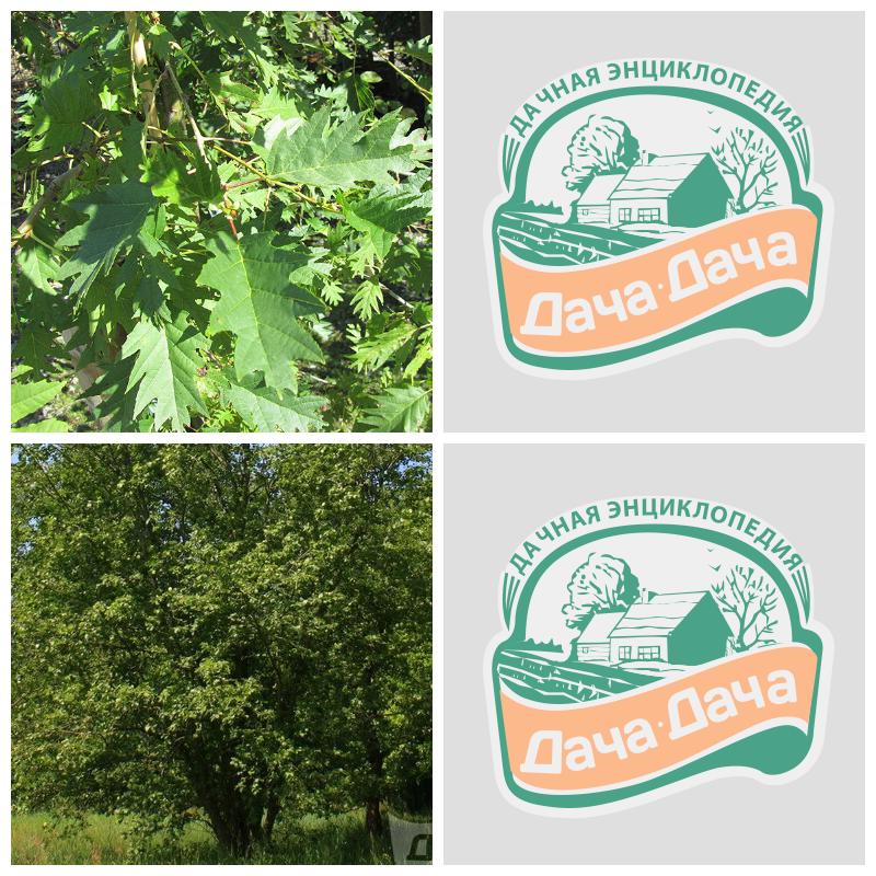 Купить саженцы ольхи (все сорта)