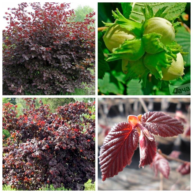 Зимостойкие саженцы орехов