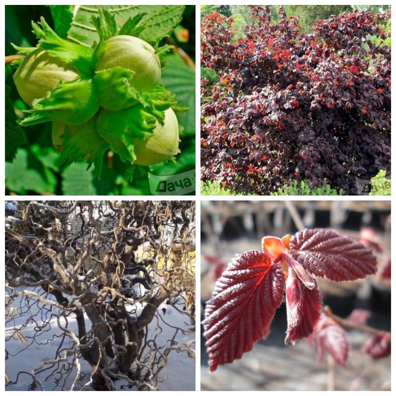 Выбрать лучшие сорта орехов (большой каталог, все сорта)