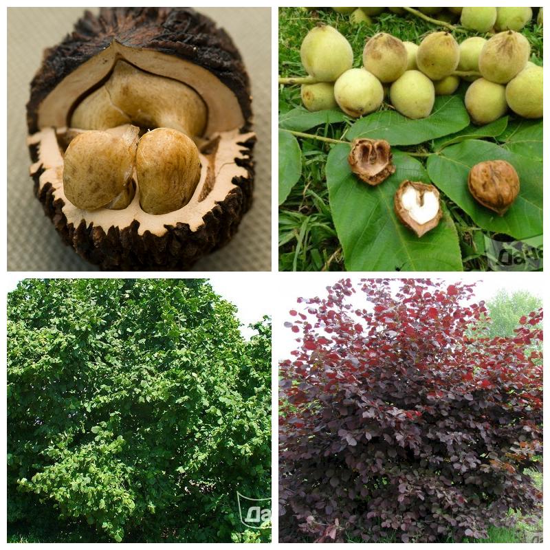 Купить саженцы орехов в питомнике