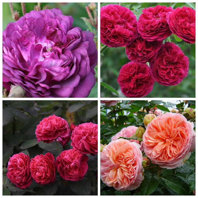 Купить саженцы парковых роз в интернет-магазине