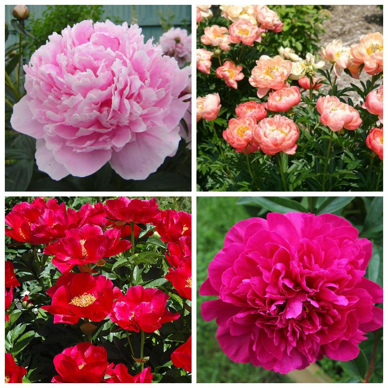 Купить пионы в интернет-магазине