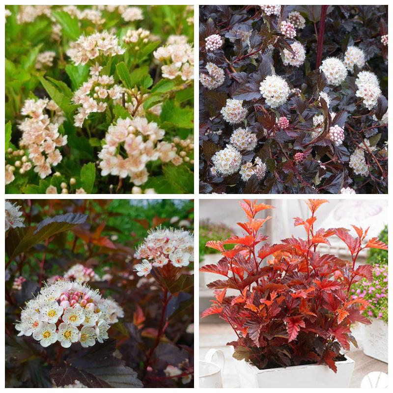 Выбрать лучшие сорта пузыреплодника (большой каталог, все сорта)