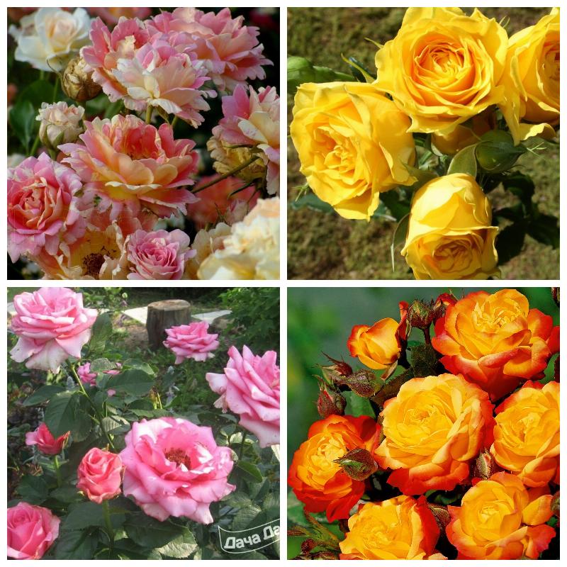 Купить саженцы роз флорибунда (большой каталог, все сорта)