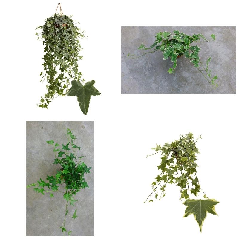 Купить саженцы плюща