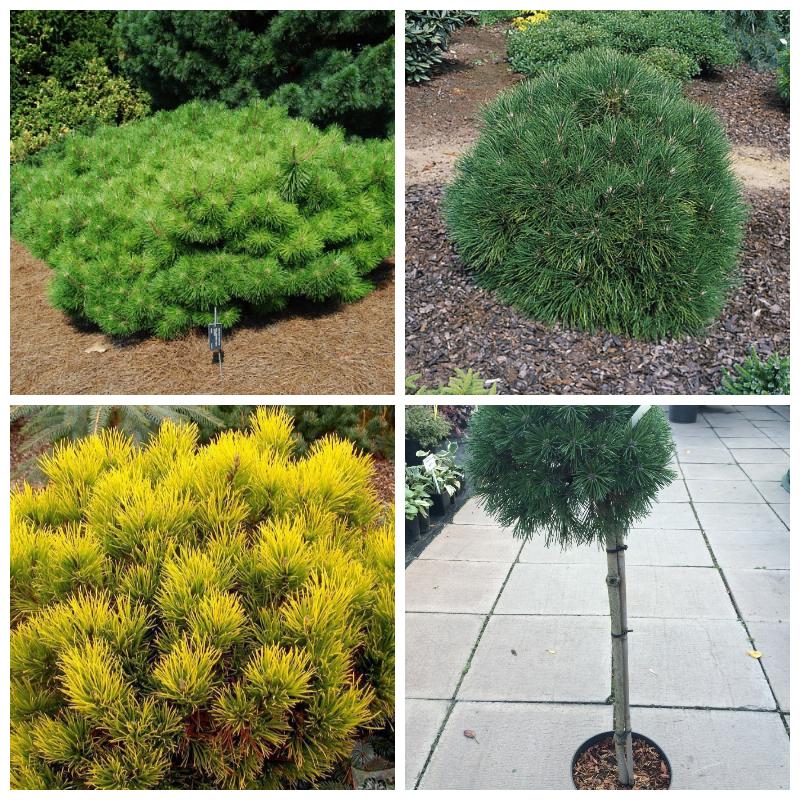 Саженцы сосен