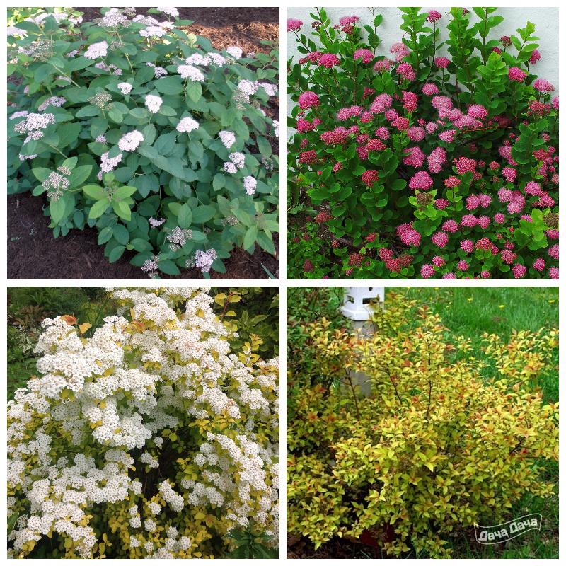 Купить саженцы спиреи