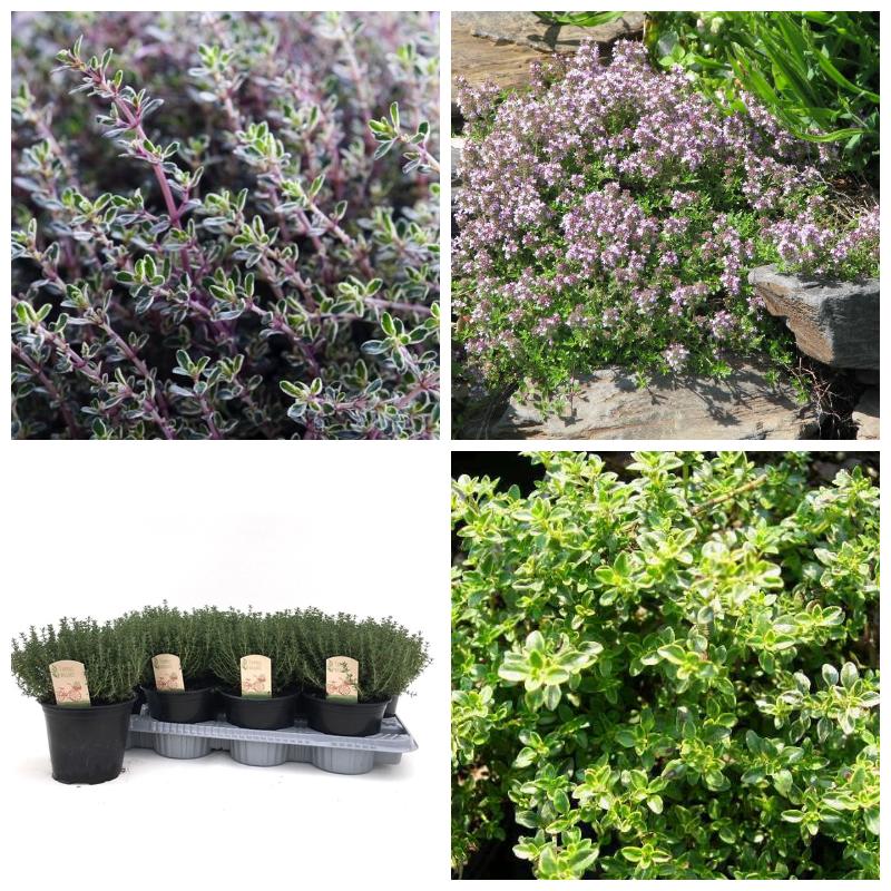 Купить тимьян