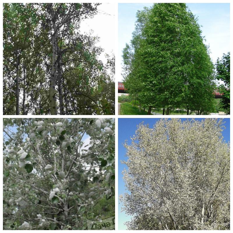 Купить саженцы тополя