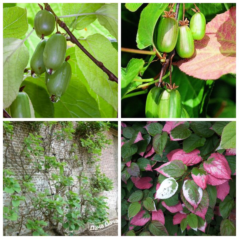 Саженцы актинидий