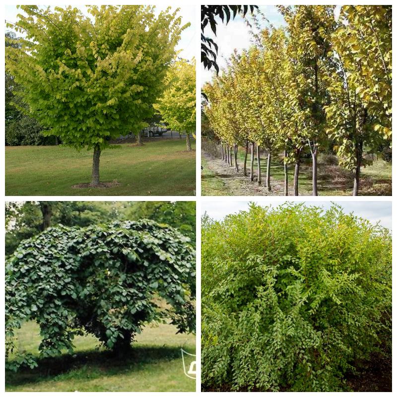 Купить саженцы вяза (все сорта)