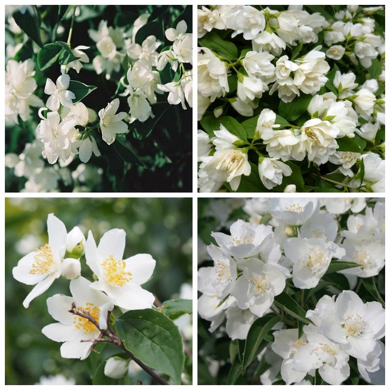 Купить саженцы и кусты чубушника (жасмина) 