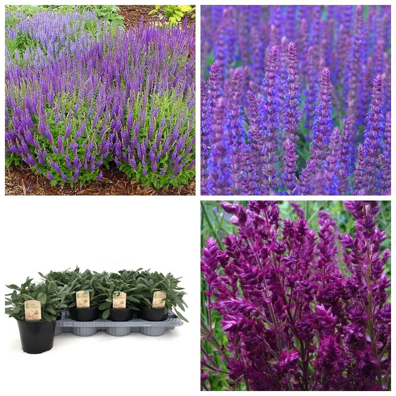 Шалфей дубравный