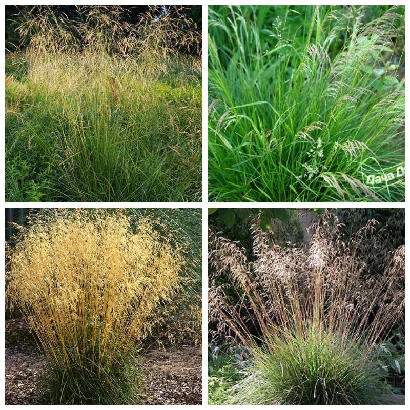 Купить щучку (все сорта)