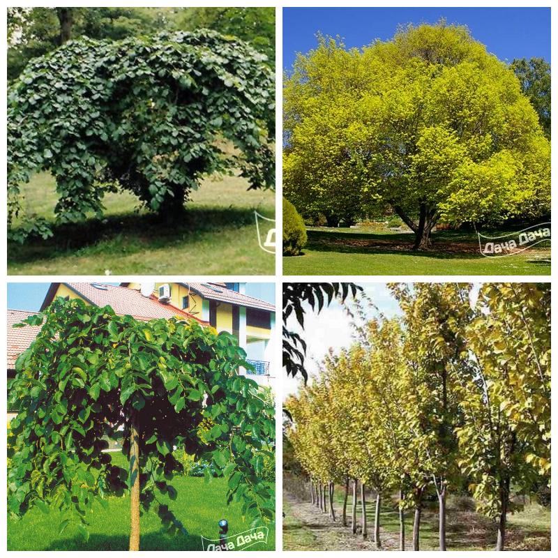 Купить шершавый вяз (все сорта)