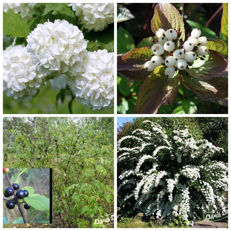 Саженцы цветущих кустарников