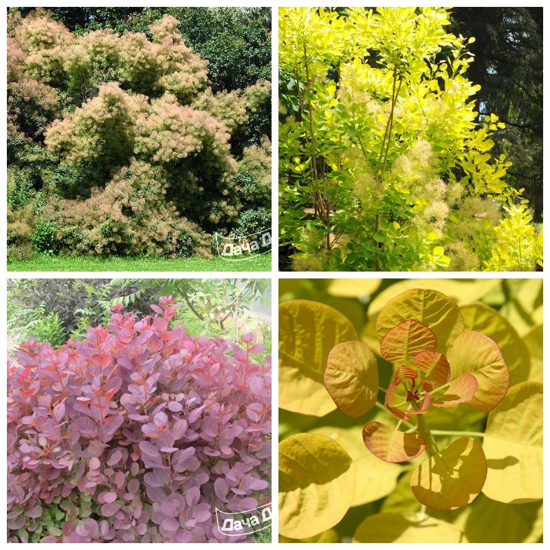 Купить скумпию в интернет-магазине