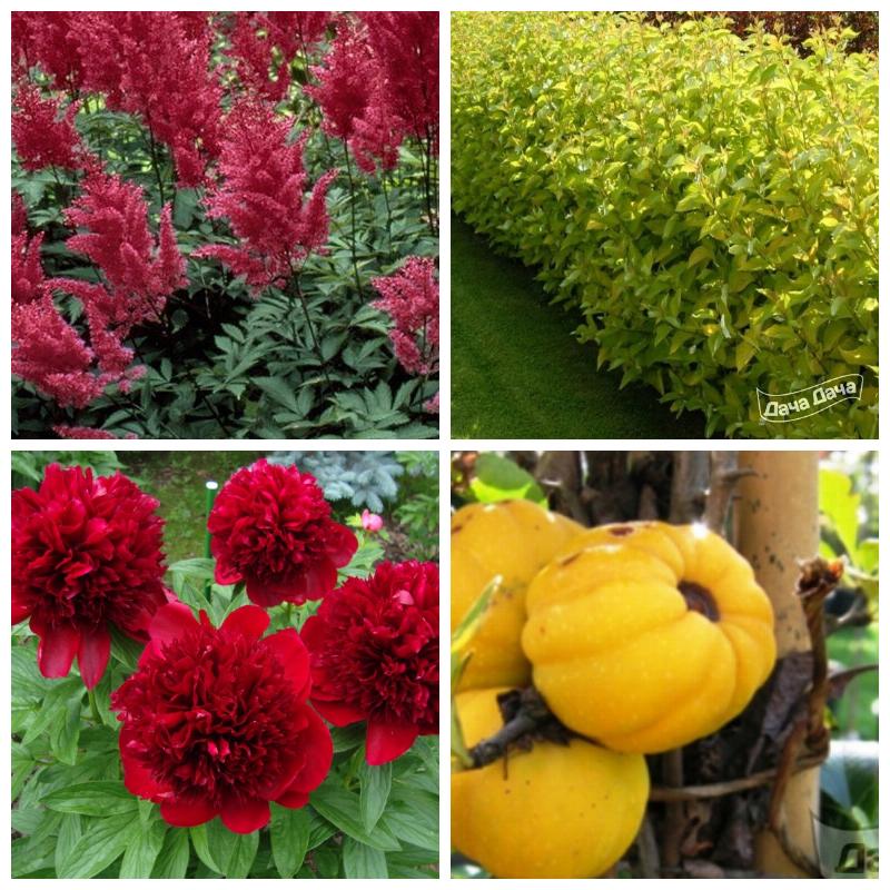 Купить декоративные садовые растения 