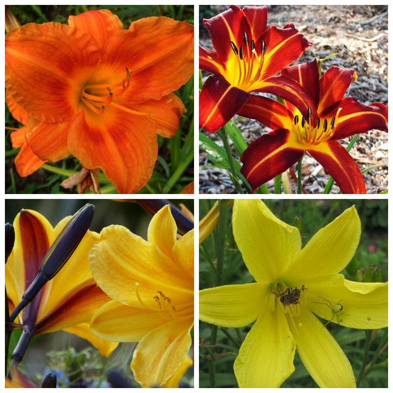 Купить сортовые лилейники